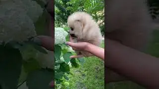 Very beautiful Mini dog 🐕 #respect #minidog #shorts #shortvideo #socute #youtube