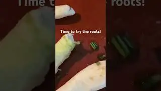 What do sugar beets taste like?