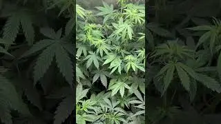 Auto purple punch OG 1st week of flower seeds from Dutch Passion 😎