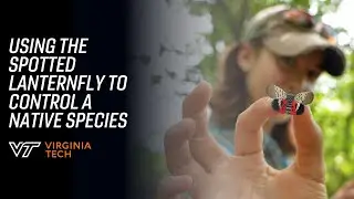 Using the spotted lantern fly to control a different kind of invasive species