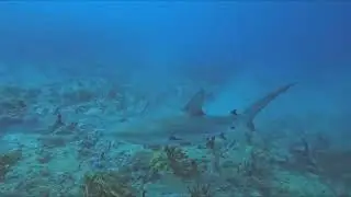 Juno Ledge - Divocean - 24 Nov 2023