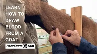 Learn How to Draw Blood from a Goat