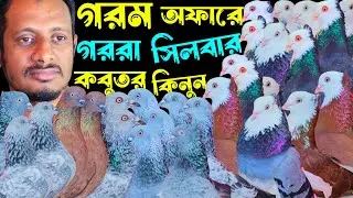 গরম অফারে পাকিস্তানি টেডি,কামারগার,গররা,চিলা,কালদম কবুতর কিনুন | বাকবাকুম পায়রা | Pigeon |