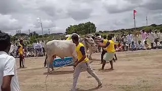 kurdi bulls in arkera 2022