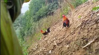 Cuab qaib qug tuaj zoo kawg li lawm 10/1/2026