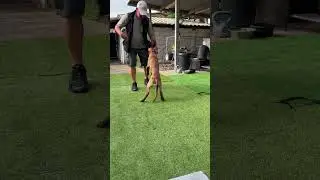 Malinois puppy working Centre command for the first time ❤️❤️❤️