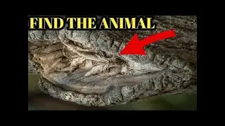 Only 1% People Can Find All The Hidden Animals In These Pictures | Spot The Hidden Animals