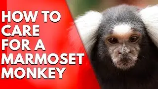 How to Care for a Marmoset Monkey: Essential Tips for Exotic Pet Owners