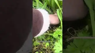Wild Onion Weed