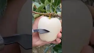 Белое яблоко