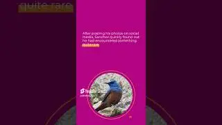 USA  Rare 'Bird of the Century' Spotted for First Time Ever!