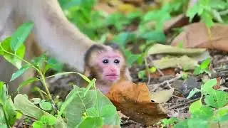 Baby Monkey So S@dly when Mom Monkey C_hecking on the Ground  1080p
