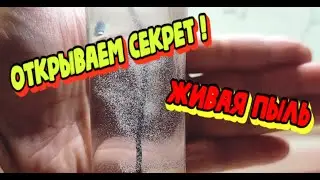 Открываем секрет! Живая пыль. Инфузория туфелька без неприятного запаха! Всё просто и без заморочек!
