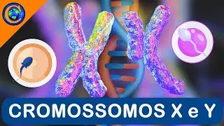 GENÉTICA - HERANÇA LIGADA AOS CROMOSSOMOS SEXUAIS X e Y