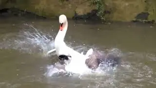 A goose and a swan do battle to protect their nests #wildlife #animals #swan #viral #fighting