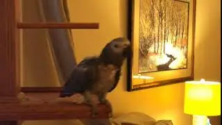 Max the African Grey Parrot