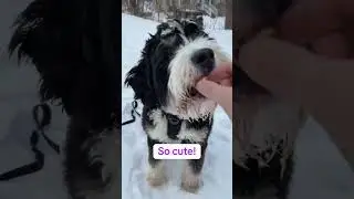 5 Reasons Why You Should Get a Bernedoodle!