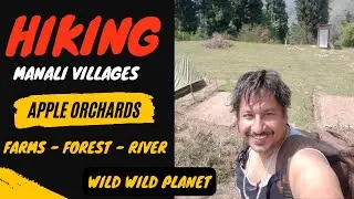 Solo Hiking Manali Village | Day hike Kullu  naggar Forest easy trek himachal