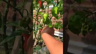 Bhut jolokia harvesting from my garden