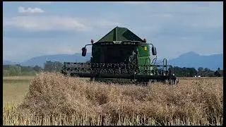harvesting of Rapeseed here at Switzerland. source ng canola oil. #traveltoSwiss #agriculture