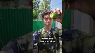 Top 5 fruits in my backyard