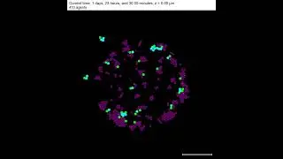 PhysiCell 