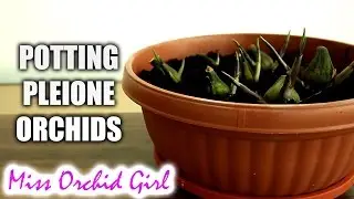 Potting Pleione Orchids in soil medium