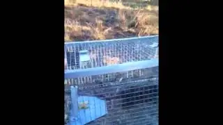 Release of a Yellow-footed Antechinus, Queensland Australia