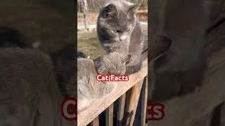 Факты о кошках (Кто твой папа?) #фактыокошках #видеоокошках #кошки #кошачьишорты #csr2chrome #мир...
