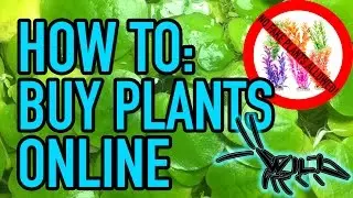 HOW TO: Buy Aquarium Plants Online! || US Aquatic Plants Vendors || Finally Fish Friday 001