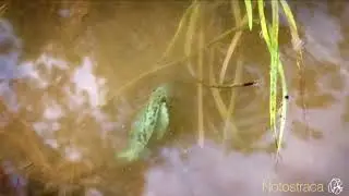 Щитни//Triopsidae