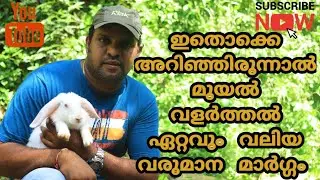 മുയൽ വളർത്തൽ ഏറ്റവും വലിയ വരുമാന മാർഗ്ഗം. ഇതെല്ലാം തീർച്ചയായും അറിഞ്ഞിരിക്കണം|| rabbit farming