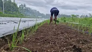 GENIUS VILLAGE FARMERS! HARVESTING SUCCESS FROM RICE PLANTED IN DRY FIELDS! -Agriculture Farming