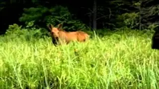 Algonquin Park Adventure Tours