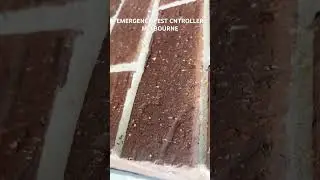 General Pest Controller || Ant Treatment #pestcontrol #melbourne