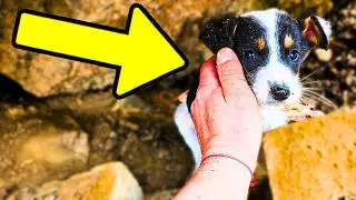 Scared Puppy Changes Completely After Being Rescued