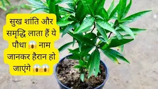 सुख समृद्धि बढ़ाए सुख शांति का पौधा | Justicia Plant | Sukh Shanti Paudha | 