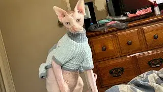 Sphynx cat goes crazy!! #cat #sphynx #pet #funny #hairless #catclothes