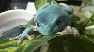 【初心者必見】イエアメガエルの飼い方