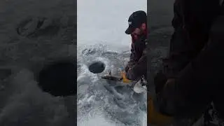 PB Tiger Trout early ice 2026 Panguitch lake utah 🔥 Bucket list#