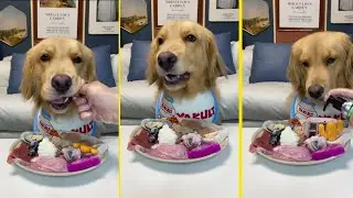 How much raw meat and bones does an 80-pound Golden Retriever eat in one meal?!~#peteating broadcast