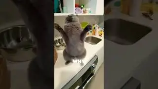 How to Tame Your Naughty Cat! 🐱😼 Genius Tricks You Must Try‼️