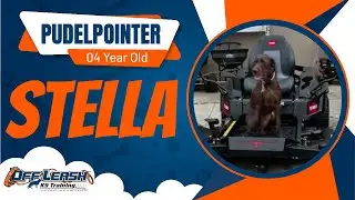 Pudelpointer, 4 Years, Stella |  Off Leash K9 Training