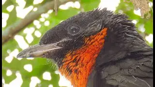 Pav&oacute; (Pyroderus scutatus)