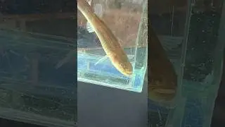 Two species of cavefish that still have eyes!