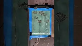 How To Make a Cyanotype