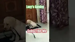 #doglover #labrador #cute #djsong's #viralshorts #viralreels @rajkumarvlogs ||Mama Pin2 Express