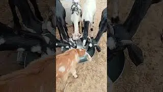 Goats Drinking Water #Goats #GoatLovers #goatsinthedesert #goat #villagelife #animals