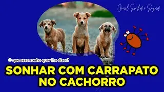 Sonhar Com Carrapato no Cachorro
