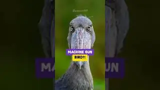 This Bird Sounds Exactly Like a Machine Gun | Crazy Shoebill Stork Facts #animalfacts #didyouknow